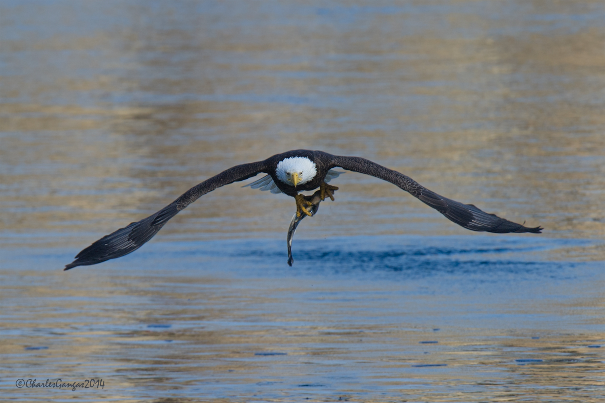 Morning Catch