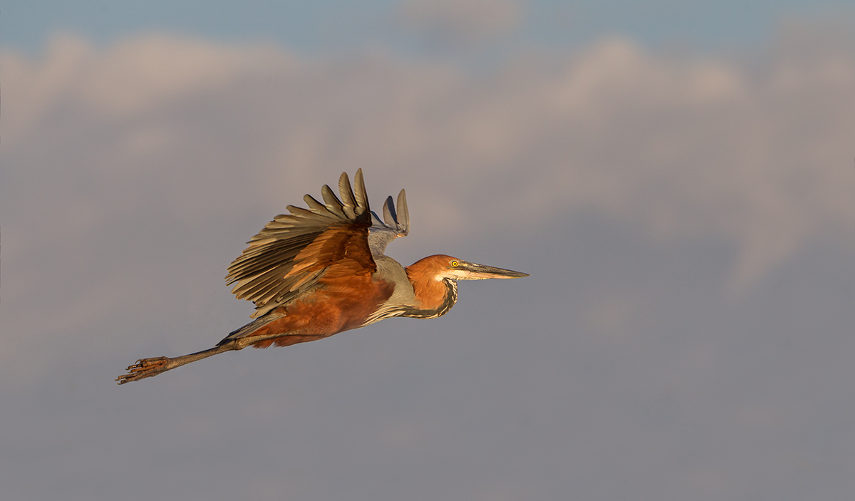 Goliath Heron