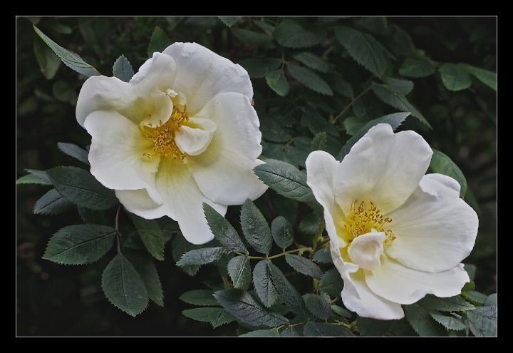 Wild Roses + RP