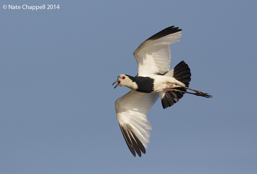 Long-toed Lapwing