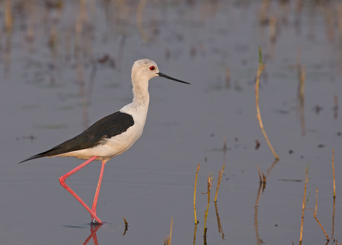 Black Winged Stilt