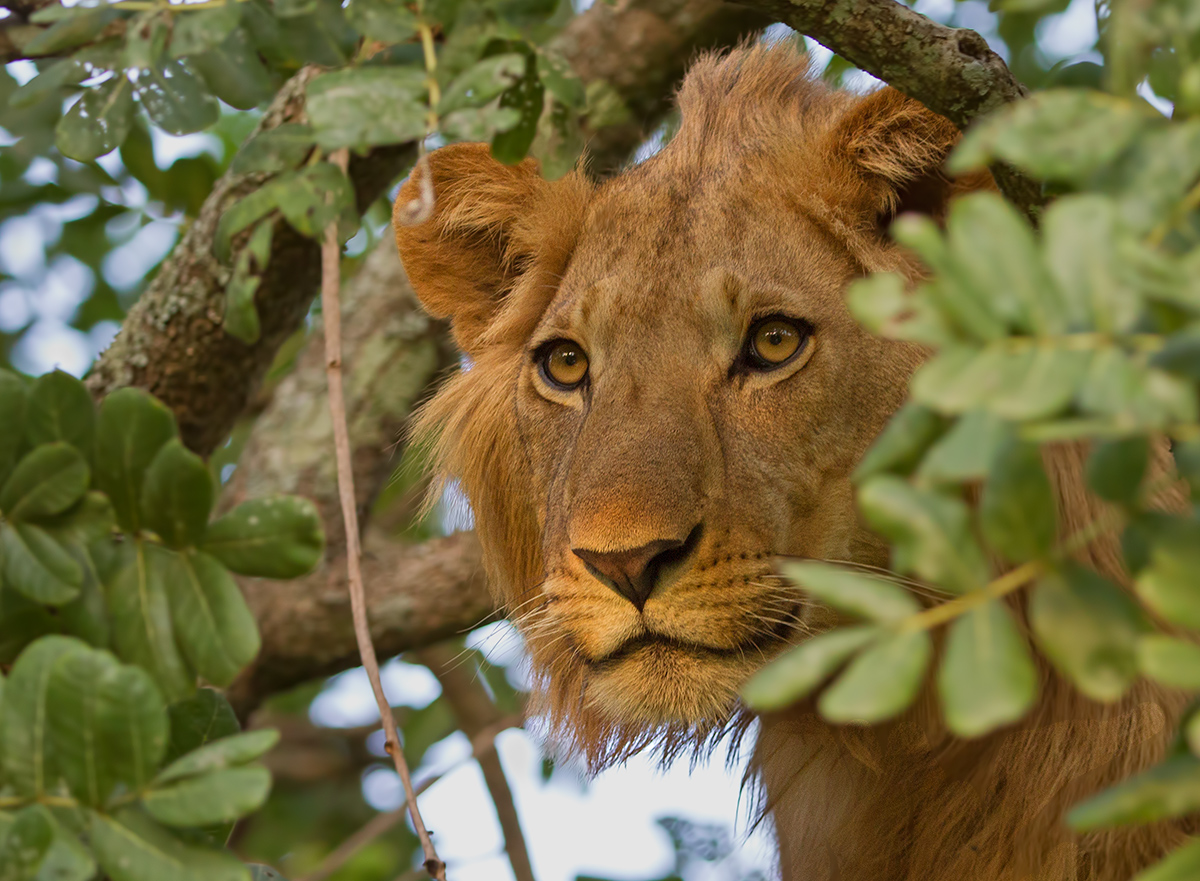 Young Man in a Tree