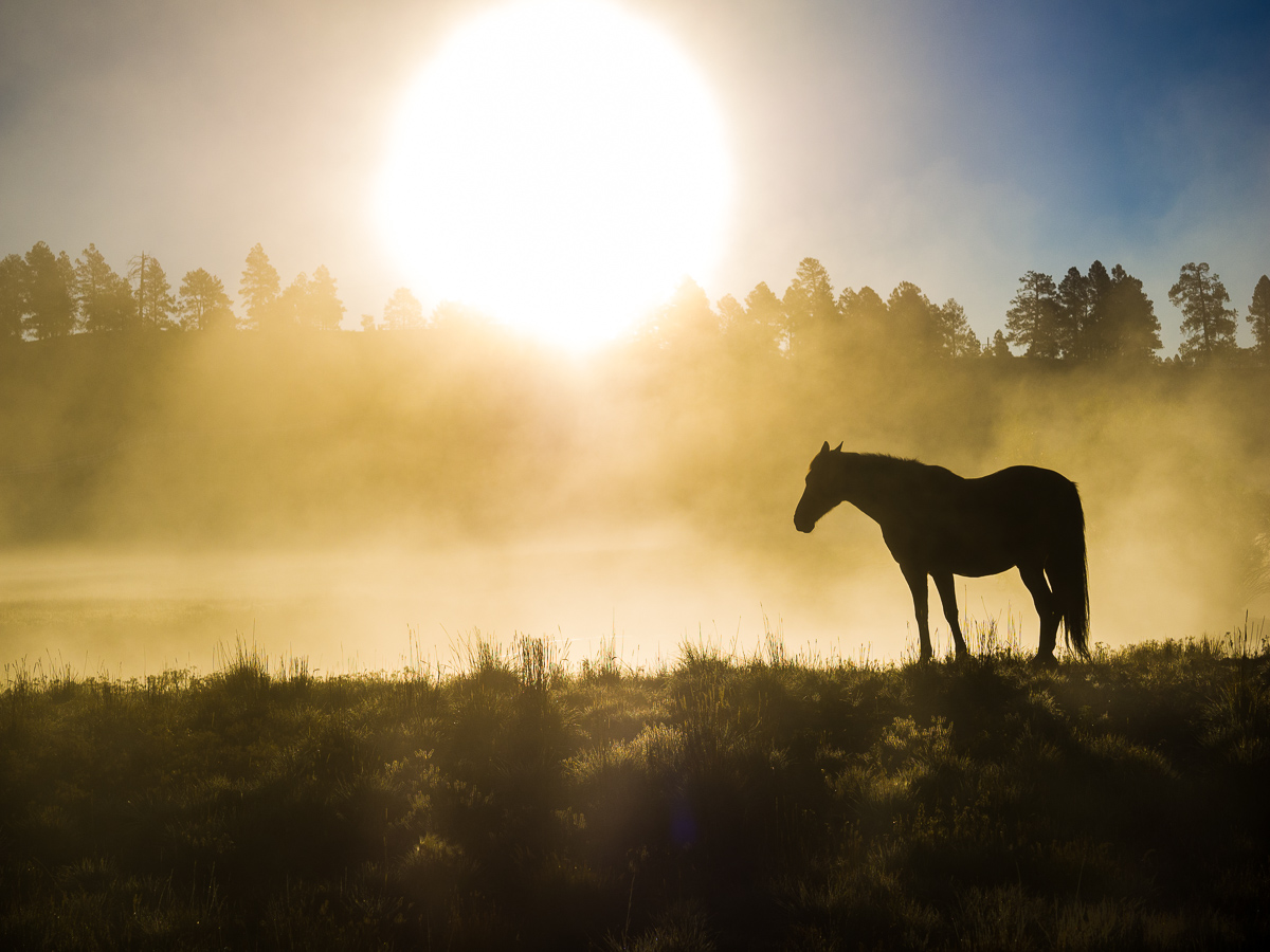 Horse in the Mist