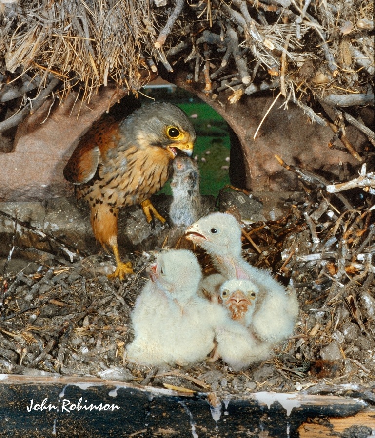 Kestrel family