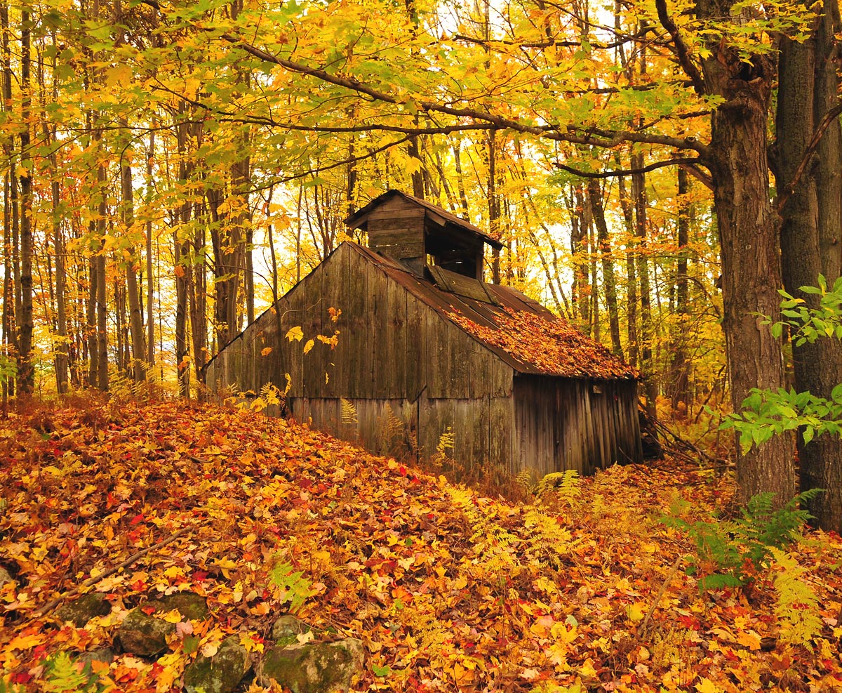 Old  maple sugar cabin