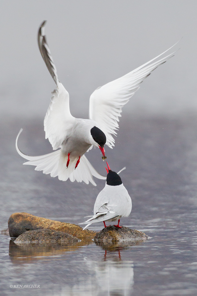 Arctic Terns Courtship