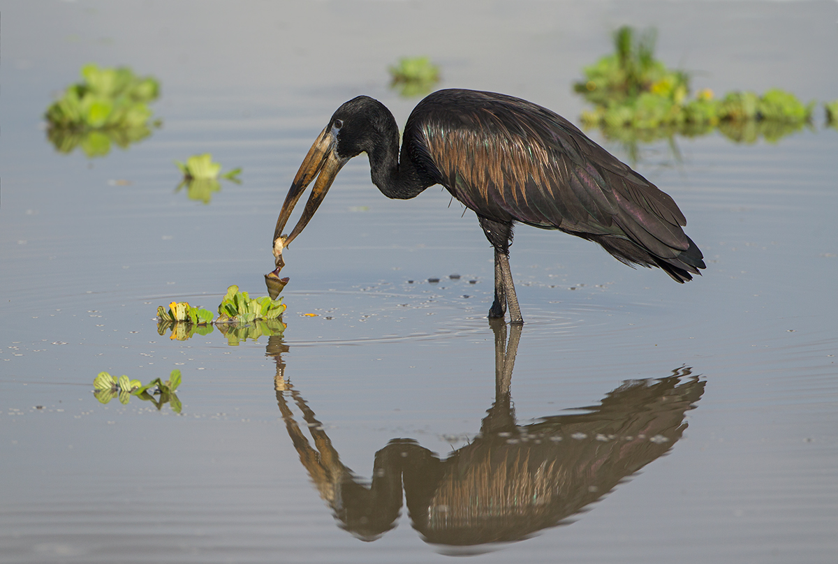 Open Billed Stork