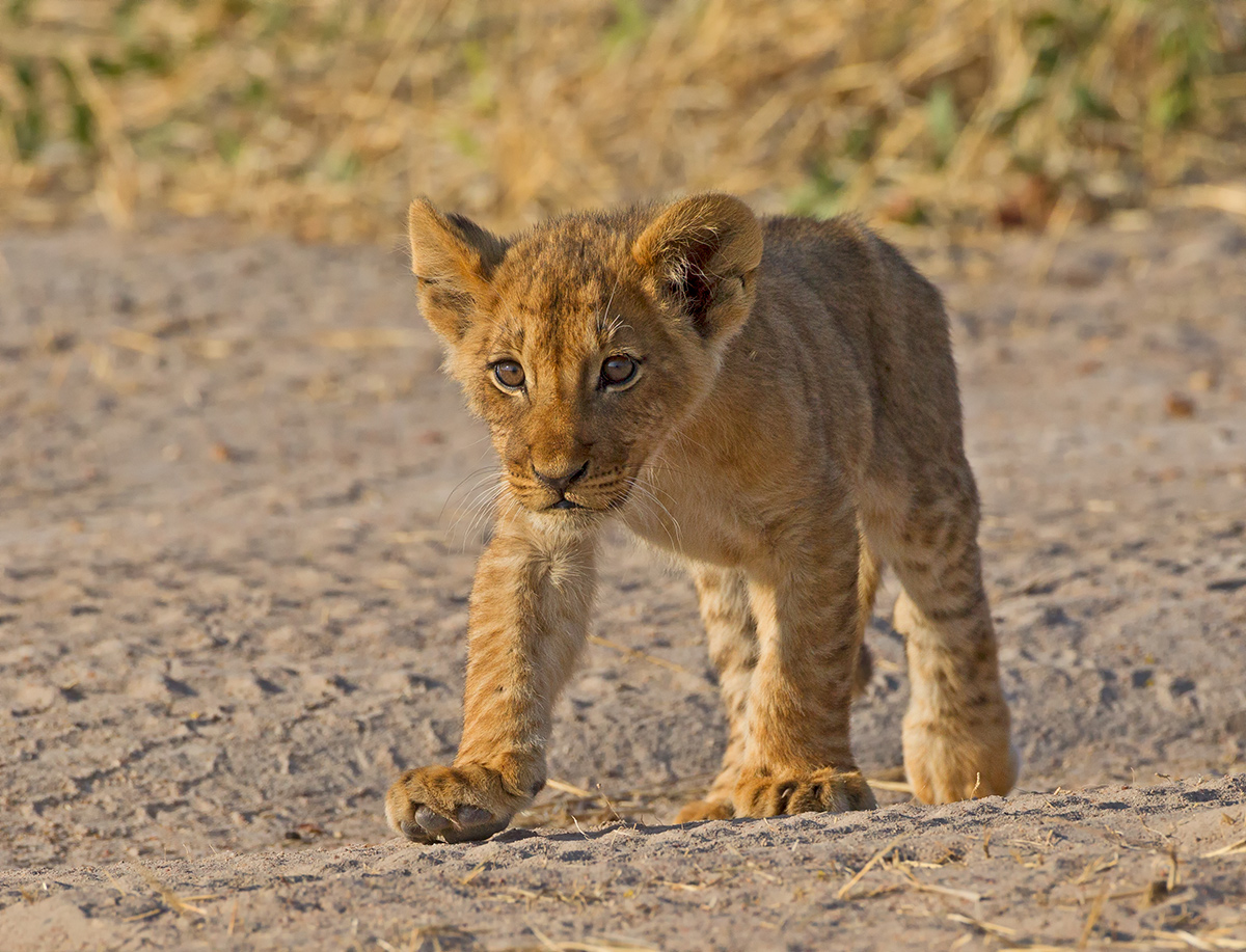 Younger Lion