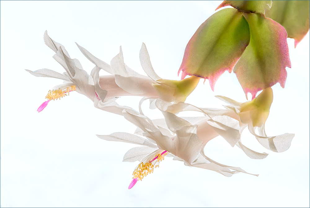 Nuptial flight