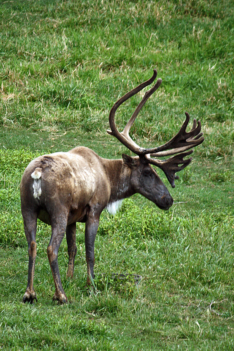 Woodland caribou-Keyston