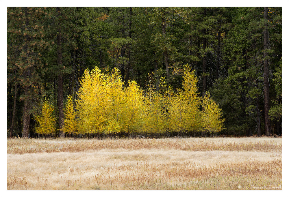 Cottonwoods and Conifers