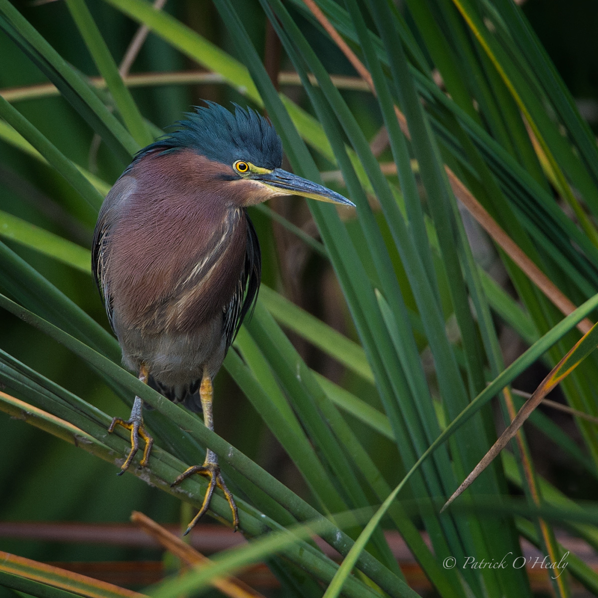 Green Heron