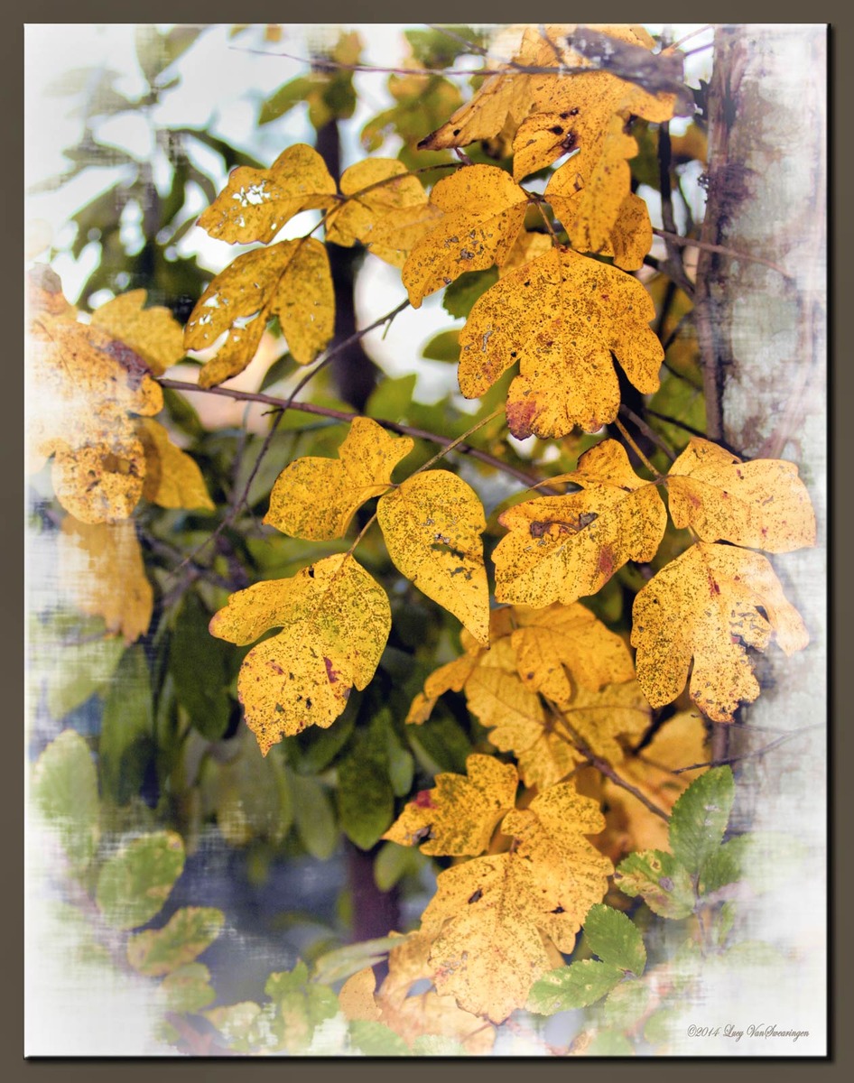 Fall Leaves With Green
