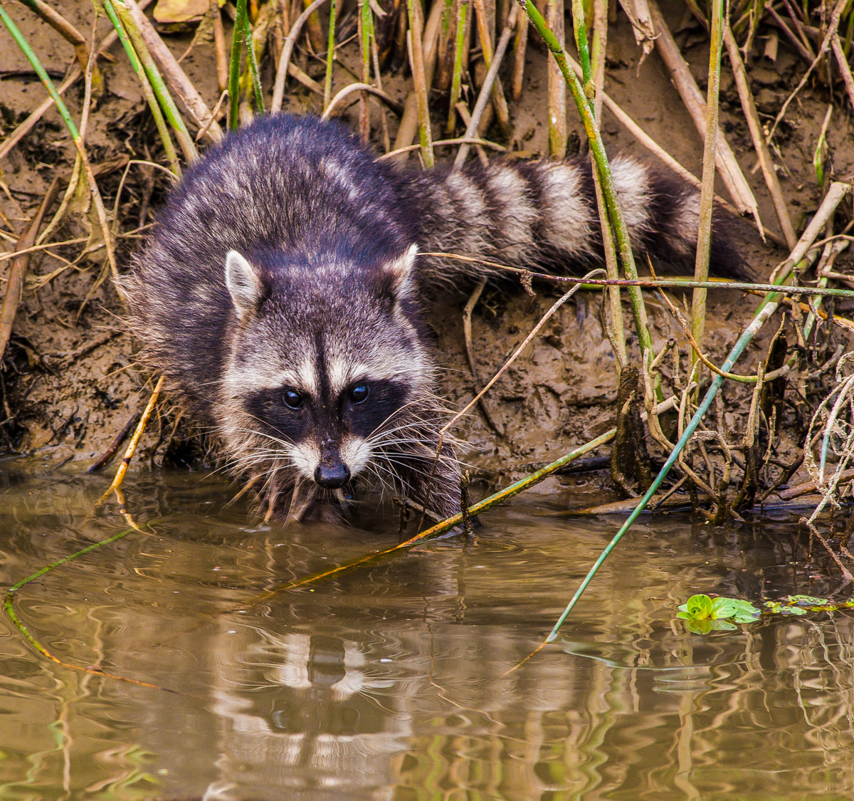 Young Raccoon + Repost