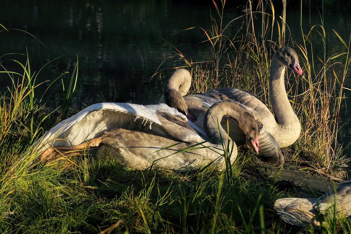 Sunbathing
