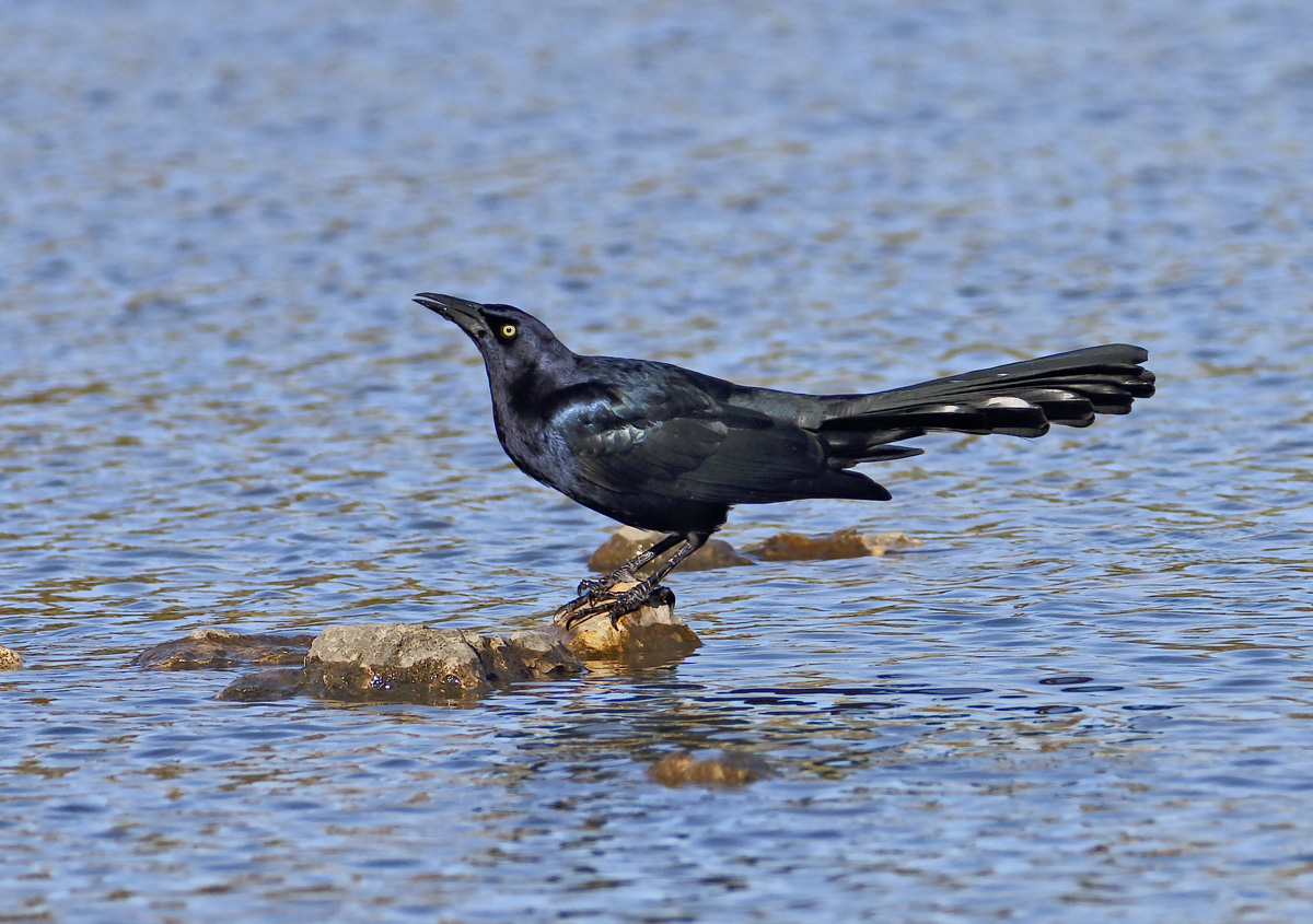 Texas Grackle