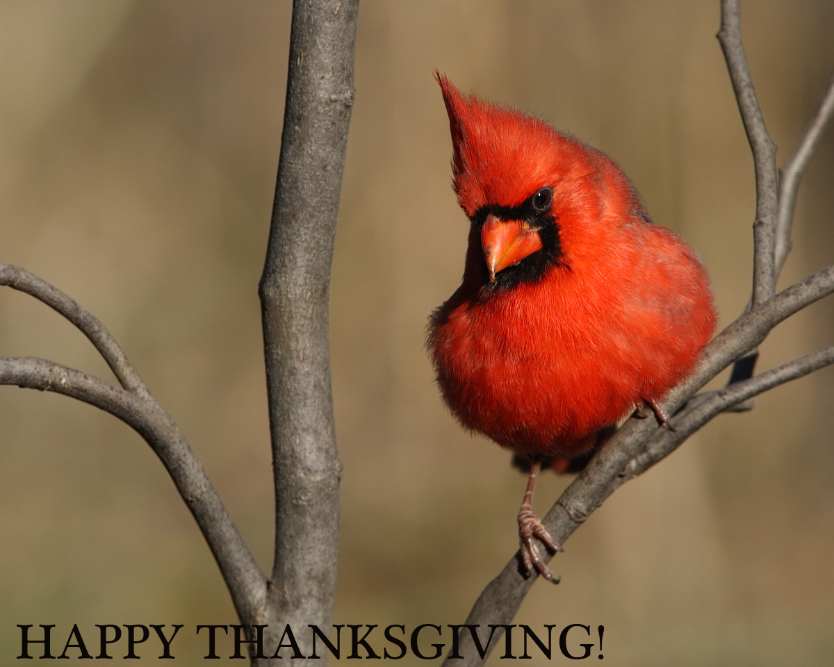 Happy Thanksgiving