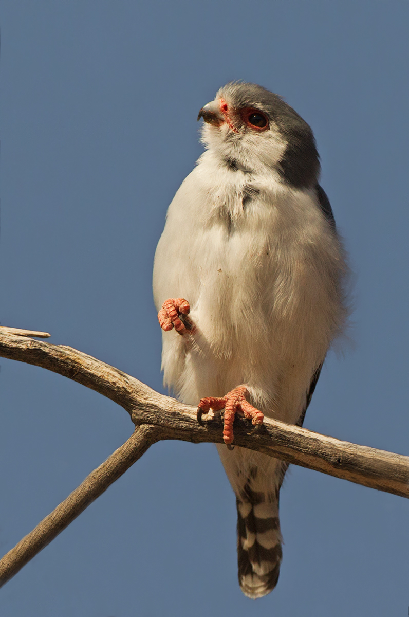 Pygmy Falcon