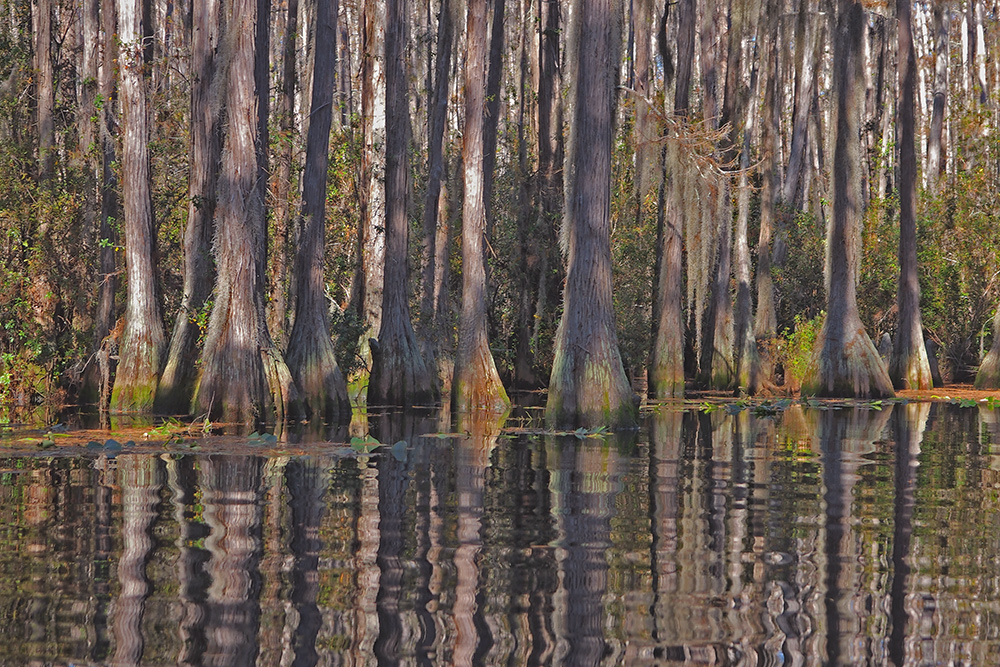 Moods of the Okefenokee
