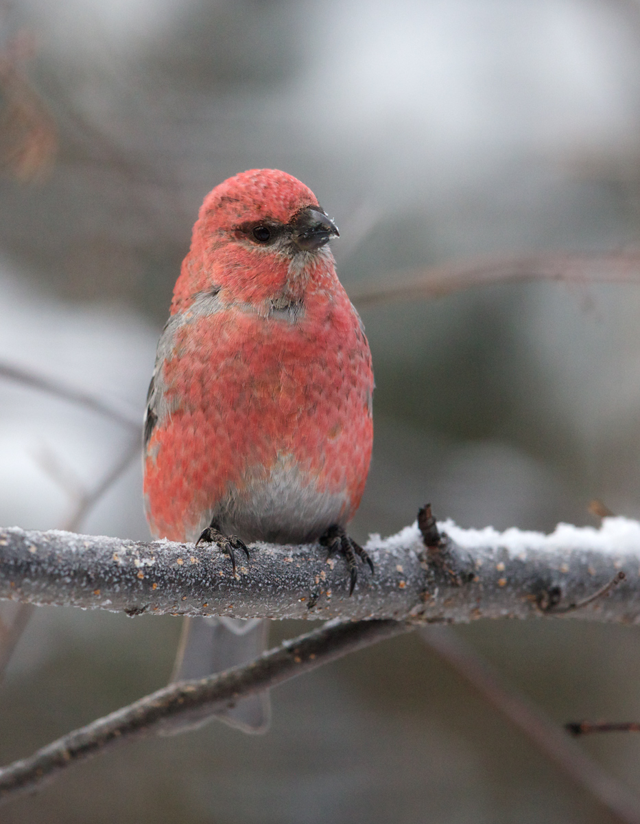 Pine Grosbeak Male