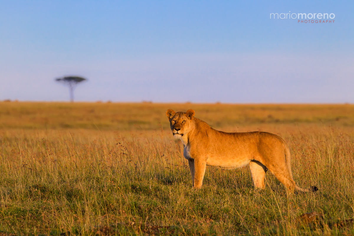 The Lioness