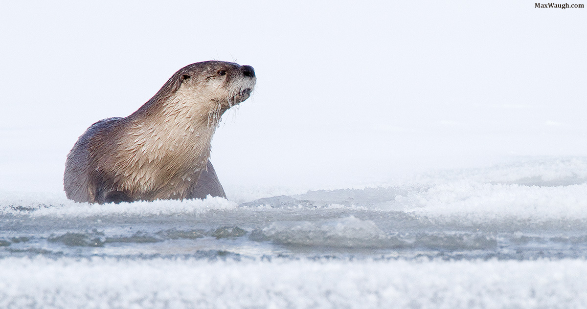 Otter in Winter
