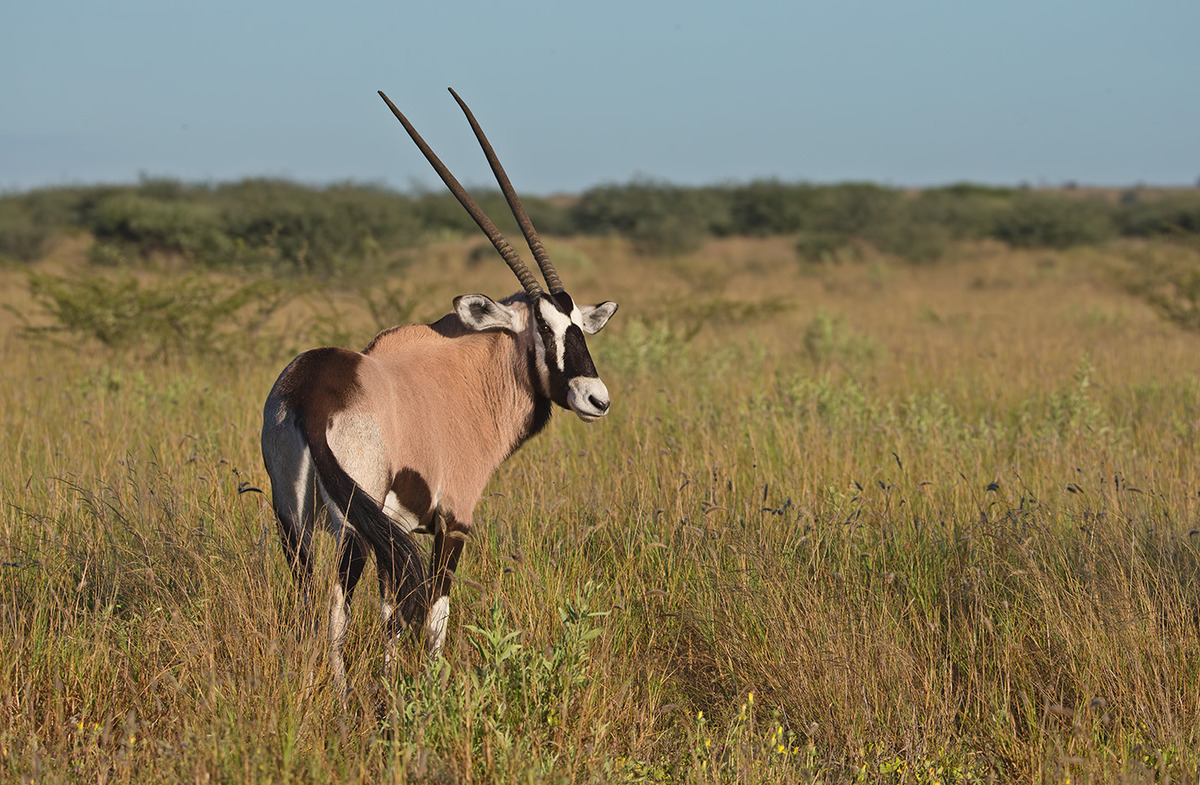 Oryx