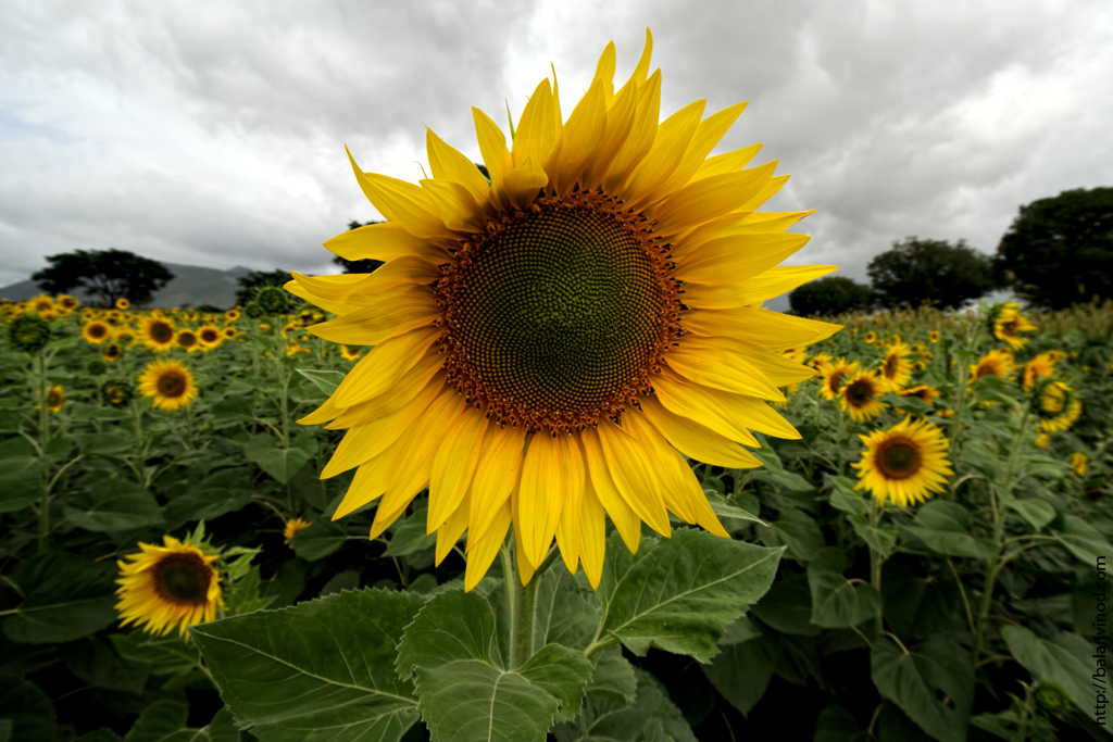 Sun Flower