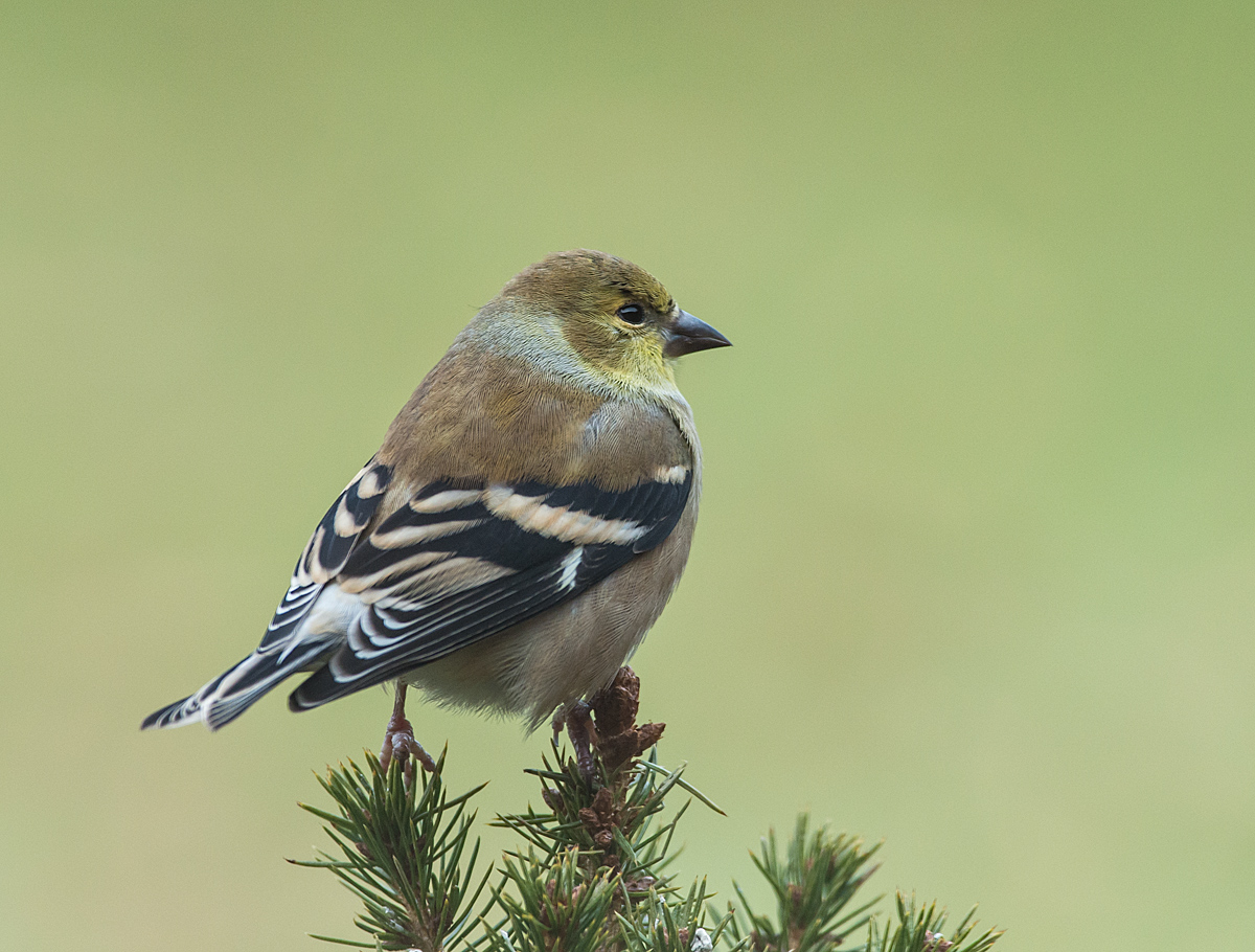 Winter Goldfinch