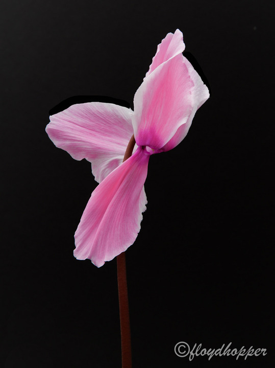 Noddding Cyclamen