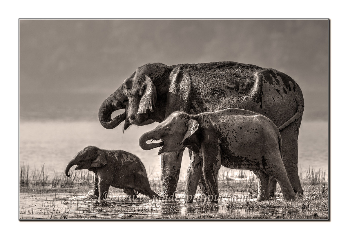 Wildlife - 1st Place