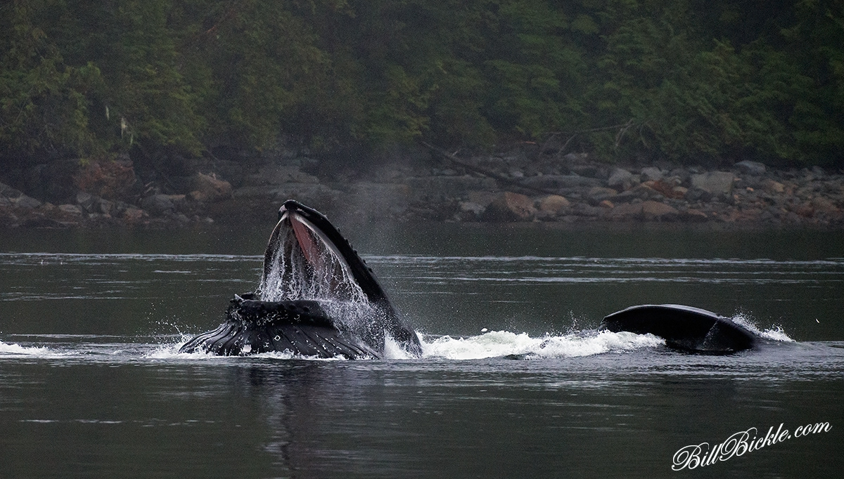 Feeding Humpbacks 