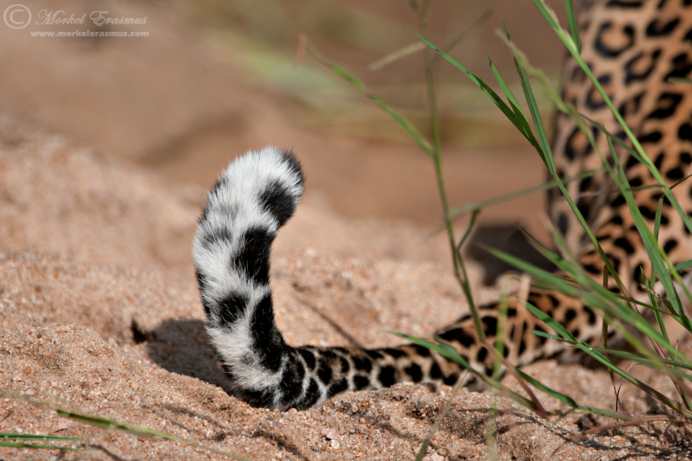 A tail to be told