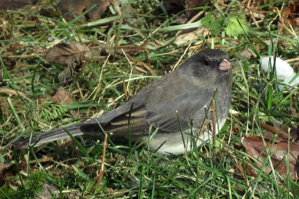 Junco