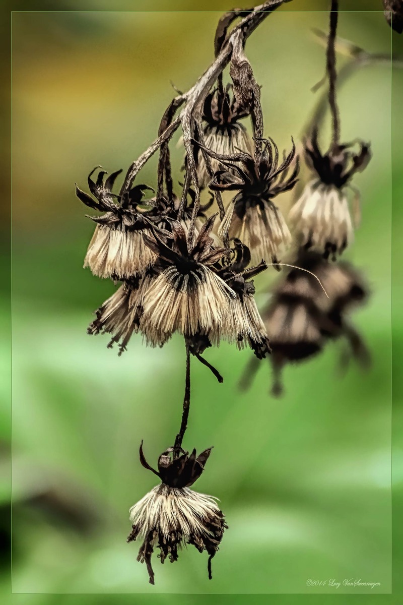 Field of Brooms