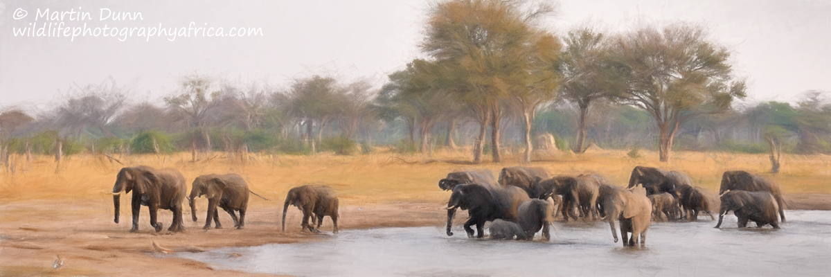 Hwange elephants