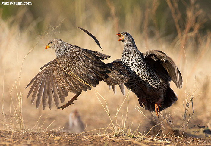 Francolin Fight