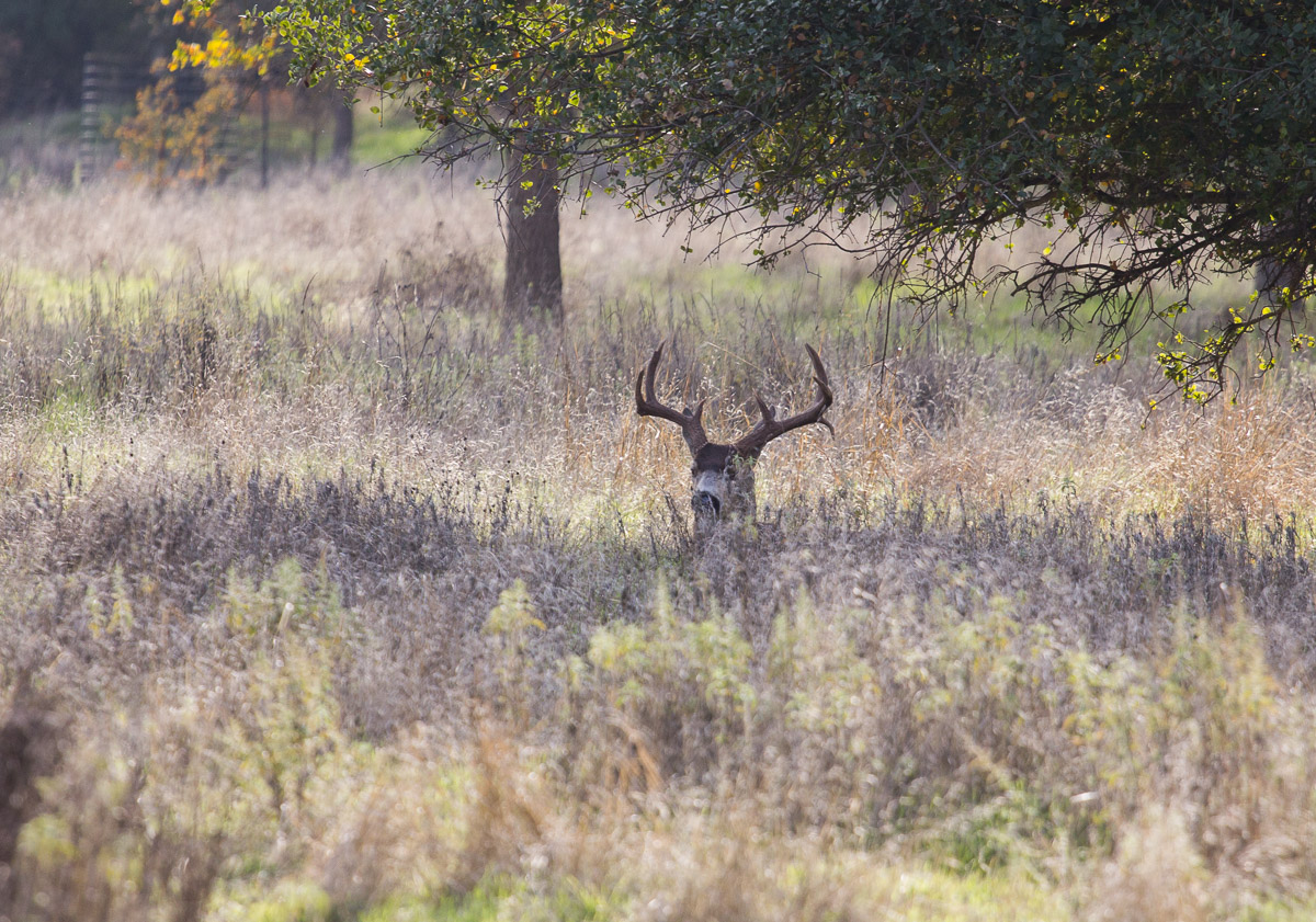 Unusual Rack