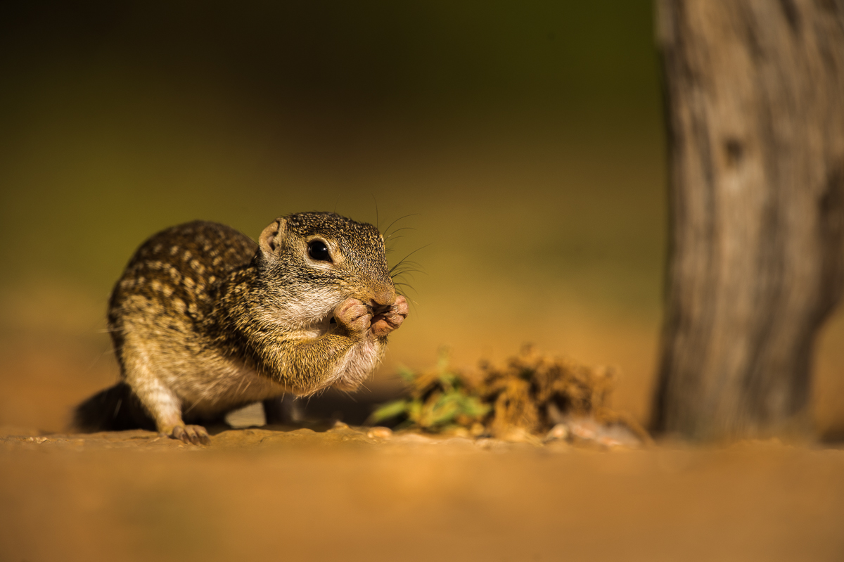 Mexican Ground Squirrel-Repost