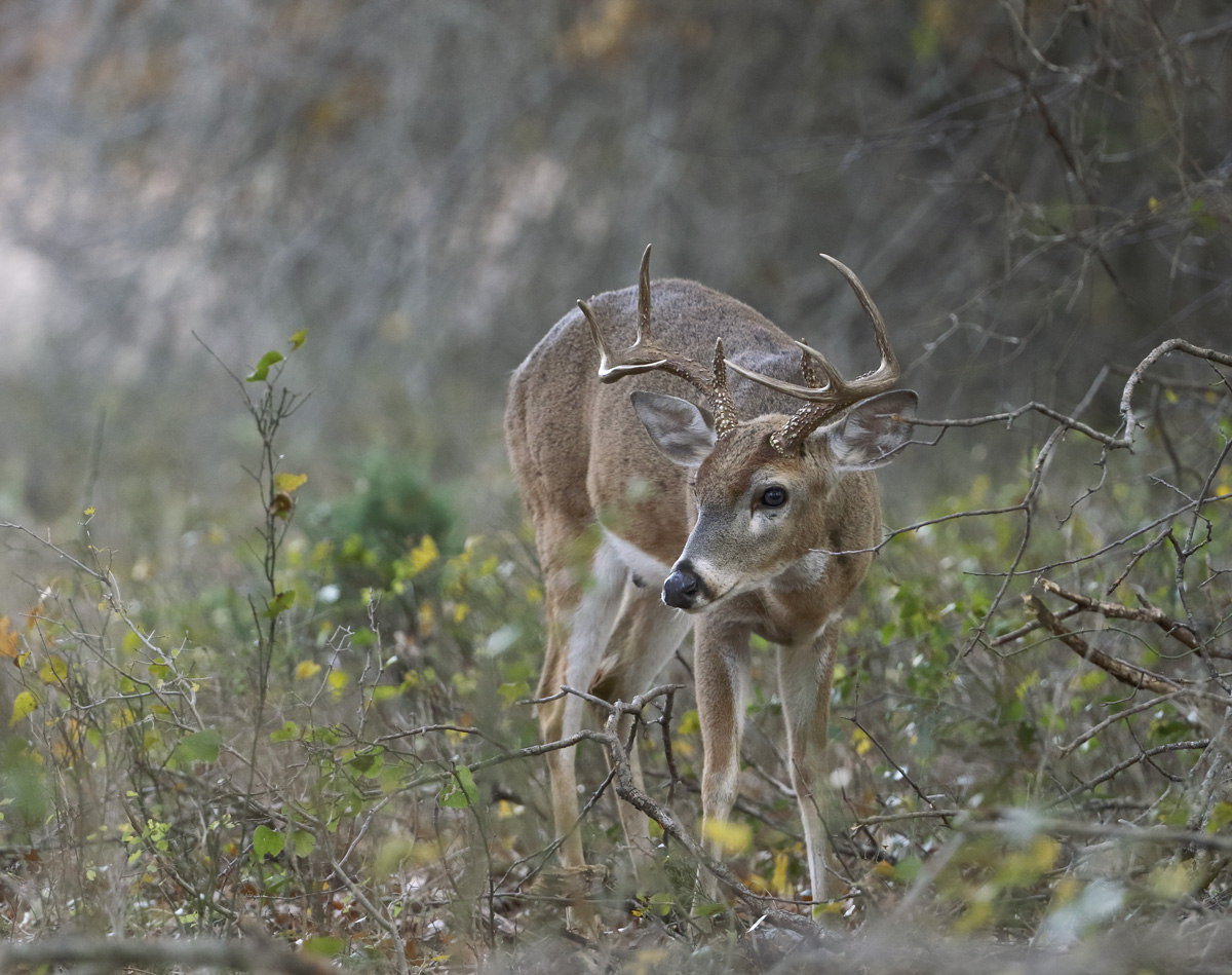 Young Buck