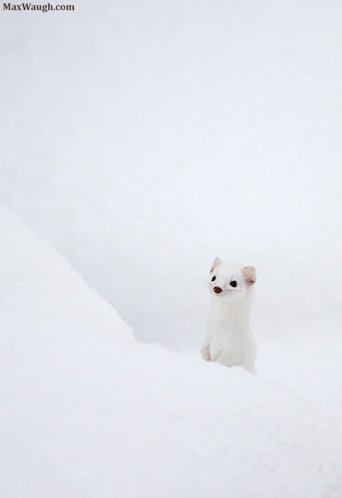 Ermine