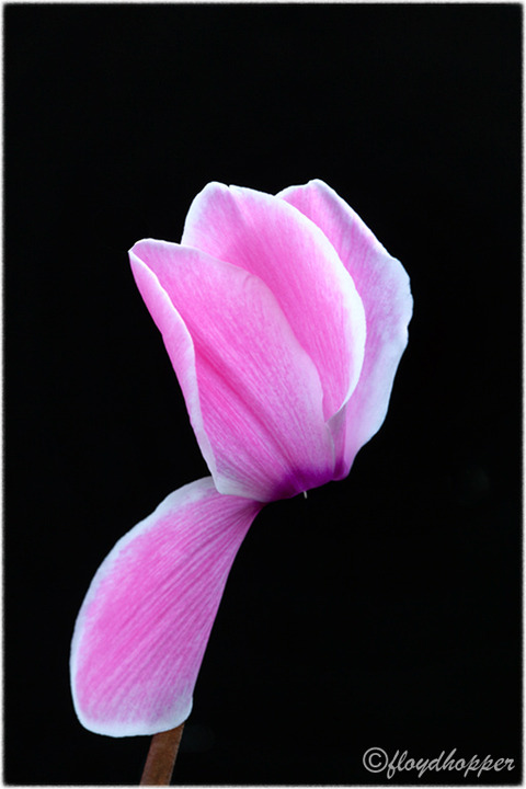 Pink Cyclamen