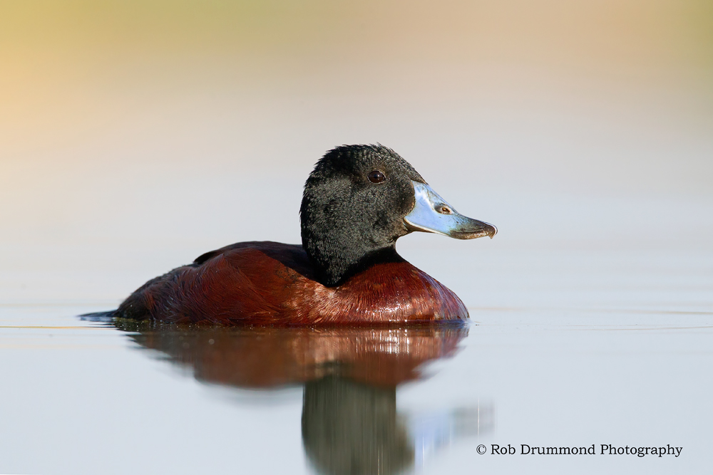 Blue-billed Duck