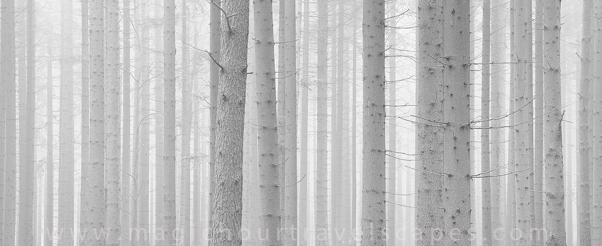 Forest Code