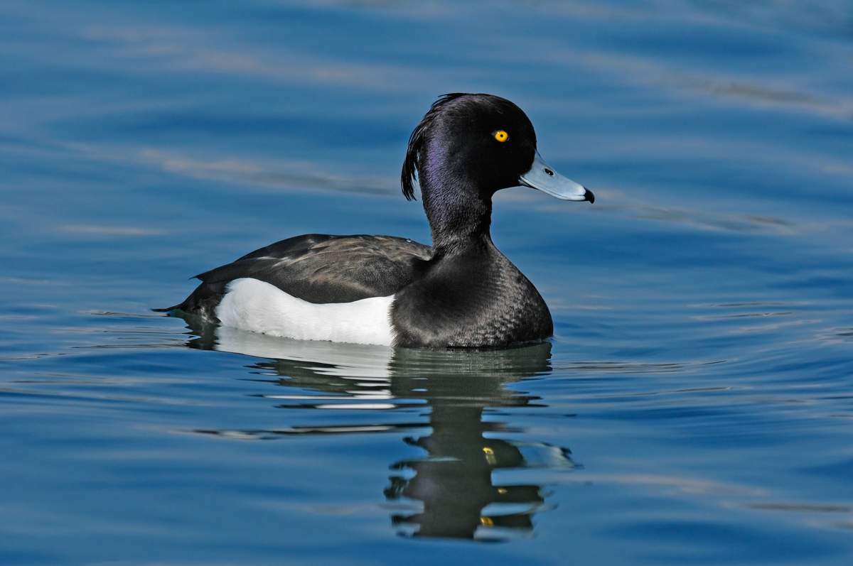 Tufted Duck