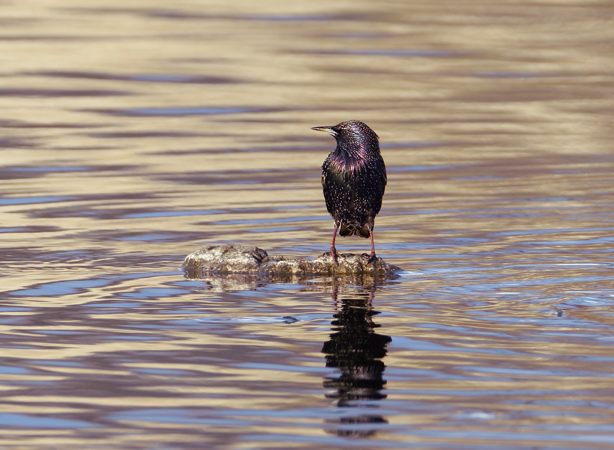 Water Starling