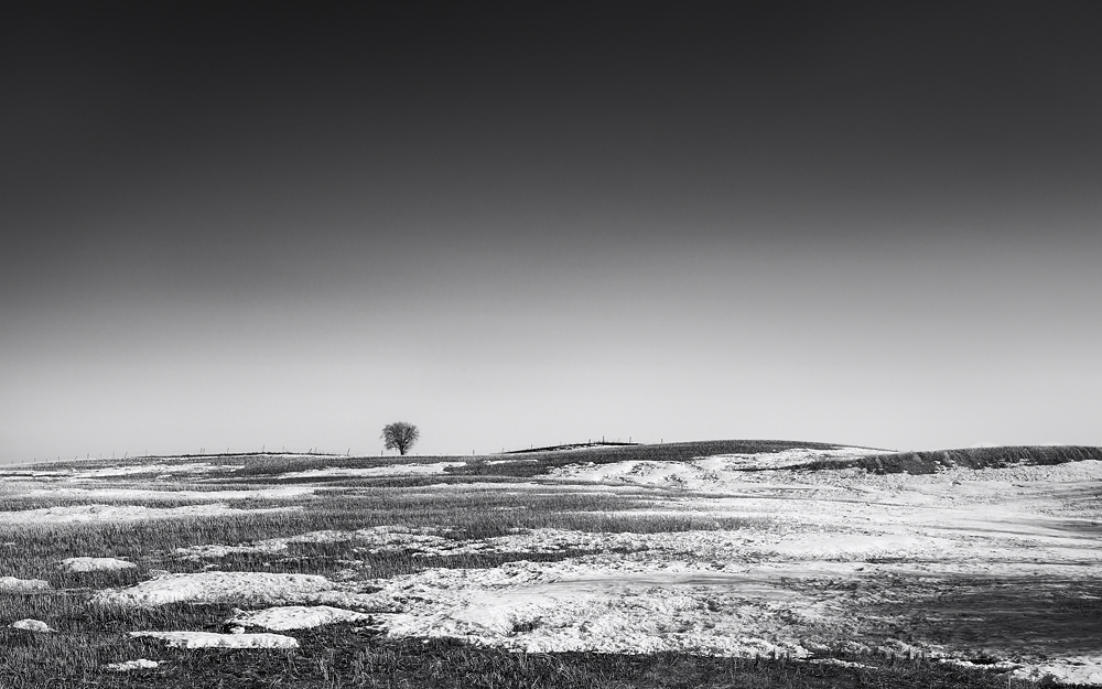Lone Tree on the Barren Praire 