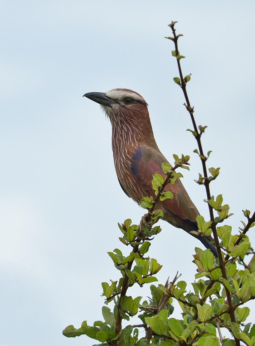 Purple Roller