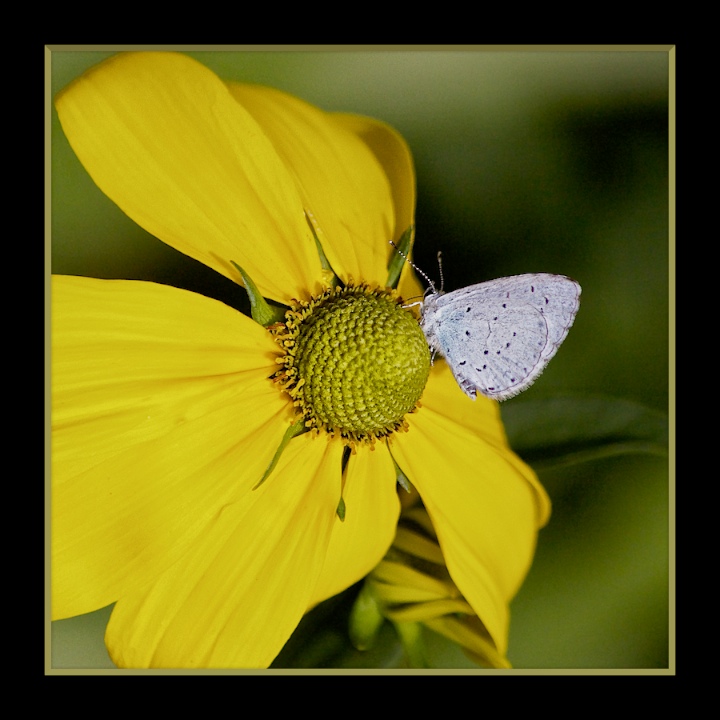 Holly Blue