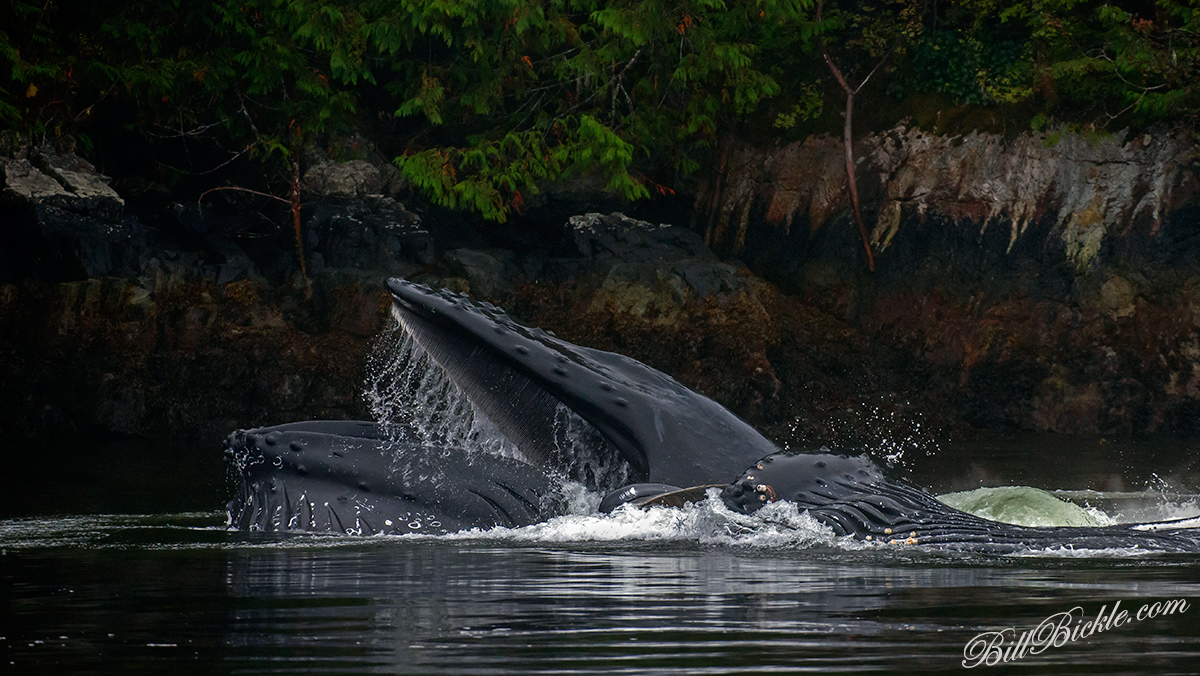 FeedingFrenzy Humpbacks 